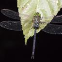 Image of Gynacantha dohrni