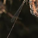 Image of Drepanosticta floresiana