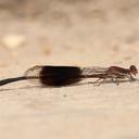 Image of Disparoneura quadrimaculata