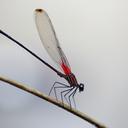 Image of Hetaerina fuscoguttata