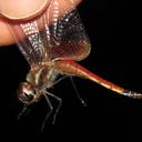 Image of Tramea minuta