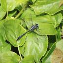 Image of Trigomphus melampus