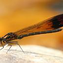 Image of Heliocypha bisignata