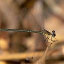 Image of Griseargiolestes metallicus