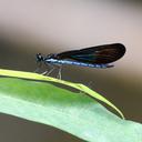 Image of Rhinocypha monochroa