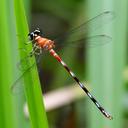 Image of Rhinagrion philippinum