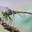 Image of Agrionoptera