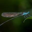 Image of Phylloneura westermanni