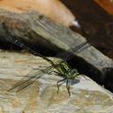 Image of Davidius aberrans
