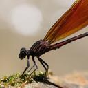 Image of Euphaea