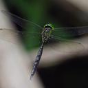Image of Agyrtacantha