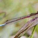 Image of Oxyallagma dissidens