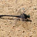 Image of Asiagomphus melaenops