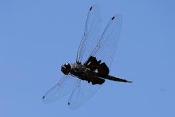 A male Black Saddlebags in flight.