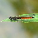 Image of Indocypha katharina