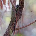 Image of Triacanthagyna trifida