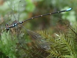 None