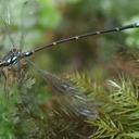 Image of Allolestes