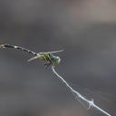 Image of Paragomphus magnus