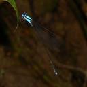 Image of Coeliccia cyaneothorax