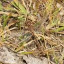 Image of Archaeosynthemis orientalis