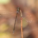 Image of Rhipidolestes janetae