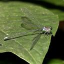 Image of Philogenia martae