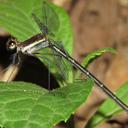 Image of Allopodagrion