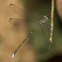 Image of Philogenia redunca