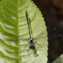 Image of Teinopodagrion curtum