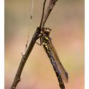 Image of Anisozygoptera