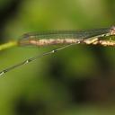 Image of Ceylonosticta mojca