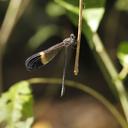 Image of Polythore picta