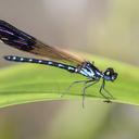 Image of Heliocypha perforata