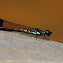 Image of Libellago semiopaca