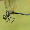 Image of Somatochlora daviesi
