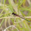Image of Andinagrion peterseni