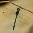 Image of Hemicordulia irregularis
