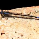Image of Spesbona angusta