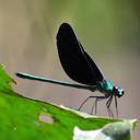 Image of Sapho ciliata