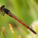 Image of Amphiagrion