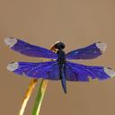 Image of Rhyothemis cognata