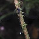 Image of Philogenia cristalina