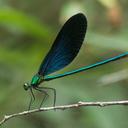 Image of Matrona basilaris