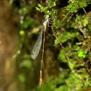 Image of Protosticta himalaica