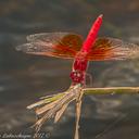 Image of Brachythemis lacustris