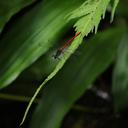 Image of Dicterias atrosanguinea