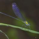 Image of Vestalis amoena