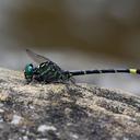 Image of Onychogomphus aequistylus
