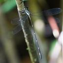 Image of Palaemnema melanura